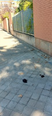 Orina y excrementos en Retiro