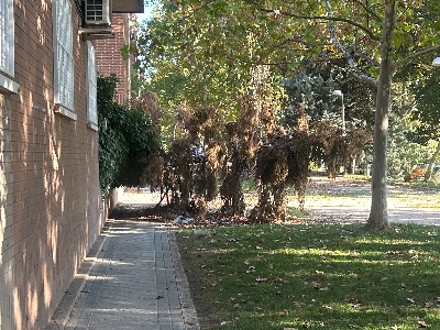 Jardines y arbolado en Villa de Vallecas
